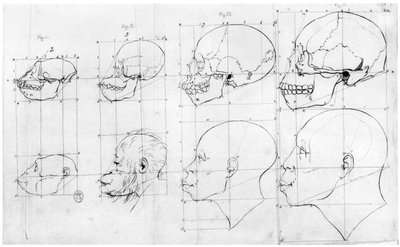 Transición del mono a Apolo, ilustración de 